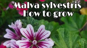 How many malva sylvestris var. How To Grow N Care Malva Sylvestris Zebrina Hollyhock Youtube