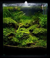 Pin By Manu Rossi On Aquascape Aquascape Aquarium Aquascape Tropical Fish Aquarium