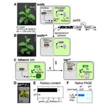 The central vacuole plays a key role in regulating a plant cell's concentration of water in changing environmental conditions. Plantae Modifying Plant Photosynthesis And Growth Via Simultaneous Chloroplast Transformation Of Rubisco Large And Small Subunits Plant Cell Plantae