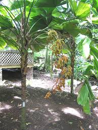 Image result for Licuala grandis