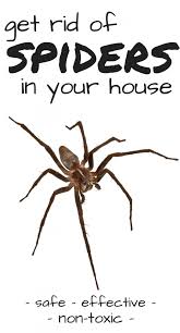 For the best results, use this mixture on a daily basis. How To Get Rid Of Brown Recluse Spiders I Can Teach My Child Get Rid Of Spiders Brown Recluse Spider Brown Recluse