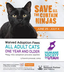 There will always be challenges associated with bringing a new cat into an established territory. Adopt A Shelter Cat Month Humane Society Of Utah