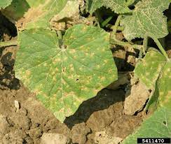 Knowing something about common cucumber pests can help you prevent those pests and deal with any issues your plants may already be facing. Cucumber Diseases And Pests Description Uses Propagation