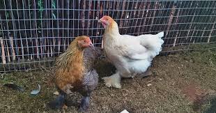 Commercial brahma chicken farming is popular among the poultry keepers. File Two Giant Brahma Chickens Jpg Wikimedia Commons