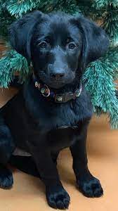 We will start answering phones and taking holds at 10:30am, if you are extremely interested in one specific animal please call early and often. Dog Adoption In Duluth Mn 55810 Labrador Retriever Newfoundland Dog Mixed Medium Coat Dog Tierney