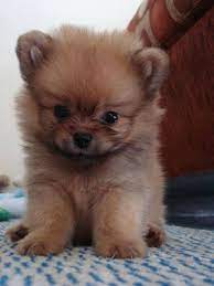 See more ideas about puppies, fluffy puppies, cute animals. One Of The Cutest Puppies You Have Ever Seen Cute Animals Cute Baby Animals Baby Animals