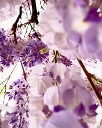 Flaky, rich, and delicious, they consist of flour, sugar, eggs, butter, and milk, while the filling is a. Maja Sokolova Majasokolova Profile Pinterest