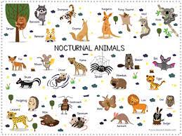 Jump to navigation jump to search. Nocturnal Animal Fun Pack 1 1 1 1