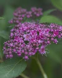 Maybe you would like to learn more about one of these? Spiraea Japonica Double Play Artisan Pp21712 Spiraea Double Play Artist Spiraea Double Play Artist Spiraea Japonica Double Play Artisan Plant Lust