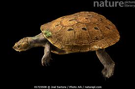 Stock photo of Southern New Guinea ...