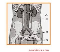 Susunan sistem perkemihan•2 ginjal yang menghasilkan urin,•2 ureter yang membawa urin dari ginjal ke vesika urinaria (kandungkemih),•1. 30 Soal Sistem Ekskresi Manusia Pilihan Ganda Dan Pembahasan