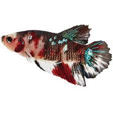 Seriously, do we need to tell you why? Male Koi Betta For Sale Order Online Petco