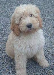 La Dolce Vita Gone To The Dogs Cute Dogs Labradoodle Goldendoodle