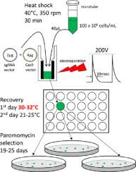 Modification Of A Chlamydomonas Reinhardtii Crispr Cas9 Transformation Protocol For Use With Widely Available Electroporation Equipment Sciencedirect Electroporation needs at least 5× more rnp complex in comparison to lipofection and success rate is usually much higher for elecroporation then. modification of a chlamydomonas