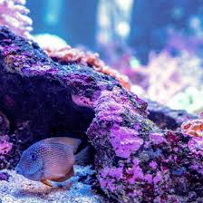Additionally, the aquascaping by adrian (shown above) also incorporates the 5/3 division of the coral islands. Aquascaping Live Rocks In Your Saltwater Aquarium