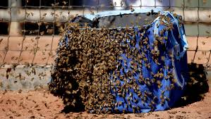 Africanized honey bee facts & information. Killer Bees How To Avoid Getting Stung