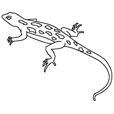 6 to 30 characters long; Drawing Lizard Coloring Pages Download Print Online Coloring Pages For Free Color Nimbus Lizard Coloring Pages Online Coloring Pages Lizard