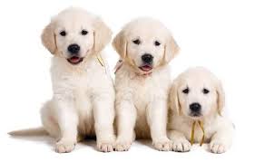 Labrador retrievers come in colors of. Three White Labrador Puppy On White Background Studio Portrait Stock Photo Picture And Royalty Free Image Image 47666995
