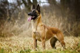 He is a hardy dog, accustomed to living outdoors with a coat built to resist the damp belgian climate. Belgian Malinois Breed Info Pics Puppies Facts Doggie Designer