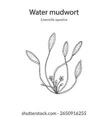 Image result for Limosella capensis