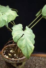 Image result for Cercestis congensis