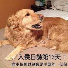 情報 貓狗pk戰 貓貓軍團vs狗狗軍團 歡樂惡搞kuso 哈啦板 巴哈姆特 funny cat memes cat and dog memes funny animals