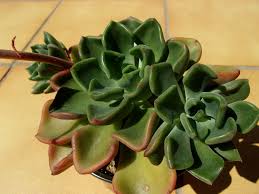 Image result for Ottelia exserta