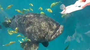 「grouper fish great barrier reef」の画像検索結果