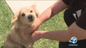 Closes in 5 h 6 min. Missing San Bernardino Dog Found Safe Abc7 Los Angeles