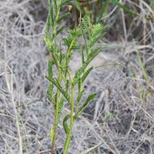 Image result for Phragmanthera crassicaulis