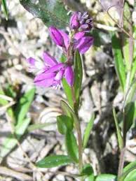 Image result for Polygala persicariifolia
