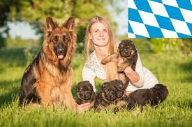 Deutscher schäferhund *** marktplatz rund um den hund *** treffpunkt für liebhaber der rasse *** 473 einträge in der deutschen schäferhund züchter datenbank *** marktplatz kaufen und verkaufen. Schaferhund Zuchter In Bayern Schaeferhundseite De