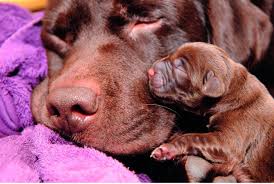 Their unusual colour, and they are the less common of all the three labrador coat colour types, really makes them stand out. Chocolate Labrador Are They Less Healthy Than Brown Or Black