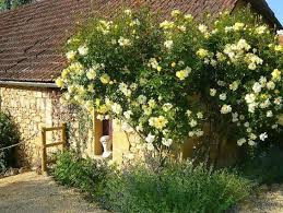Golden Showers 39 Yellow Climbing Rose My Dream Garden Pinterest Climbing Roses Yellow Climbing Rose French Garden