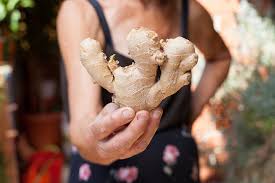 The root (rhizome) is the part of the plant that is eaten or taken. 13 Unexpected Benefits Of Eating Ginger During Pregnancy