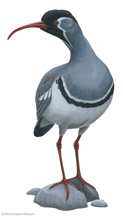 Ibisbill 