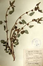 Image result for Malvastrum coromandelianum