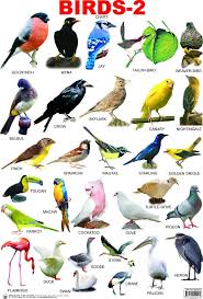 Birds With Names Google Search Learn English English