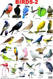 birds with names google search learn english english