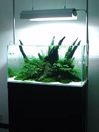 90 45 45 Aquascaping Aquatic Plant Central Aquascape Aquascape Aquarium Nature Aquarium