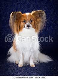 Find the right dog for you on good dog. Papillon Hund Bla Papillon Ras Hund Skum Fond Canstock