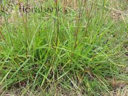 Image result for Bothriochloa