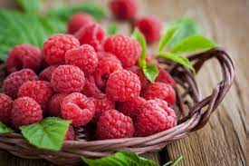 Dogs can safely eat raspberries in small quantities. Can Dogs Eat Raspberries Are Raspberries Good For Dogs