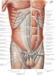 A muscle of the medial thigh that originates on the pubis. Overview Of Abdomen Radiology Key
