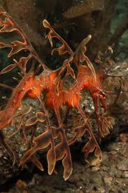 Sea Dragon Sea Dragon Leafy Sea Dragon Beautiful Sea Creatures