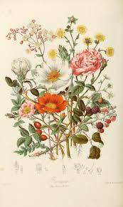 Wildflower Art Botanical Illustration Vintage Botanical Print Flower Wall Art Inst In 2020 Botanical Illustration Vintage Botanical Drawings Botanical Illustration