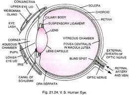 Structure Of Human Eye With Diagram Human Body