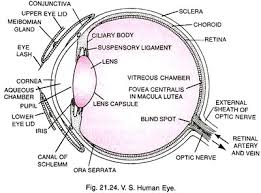 structure of human eye with diagram human body