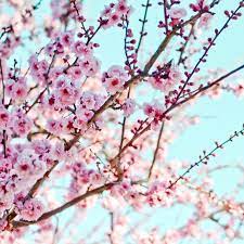 Cherry Blossoms Spring Flowers Photography Flowers Photography Cherry Blossom Branch