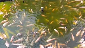 Kami menghasilkan dan menjualkan benih ikan tilapia merah yang sihat, berkualiti tinggi dan cepat membesar. 3 Tips Singkat Budidaya Ikan Nila Merah Prassterpal Com